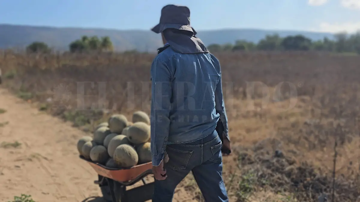 Cultivadores de melón